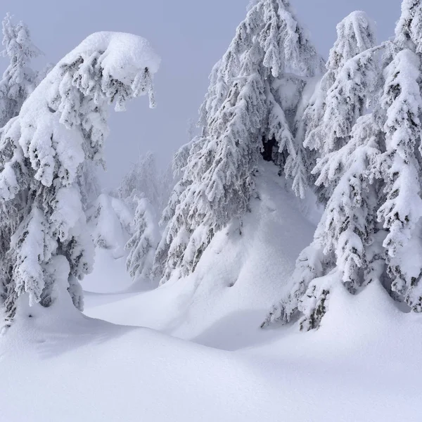 Bela Paisagem Inverno Com Árvores Cobertas Neve — Fotografia de Stock