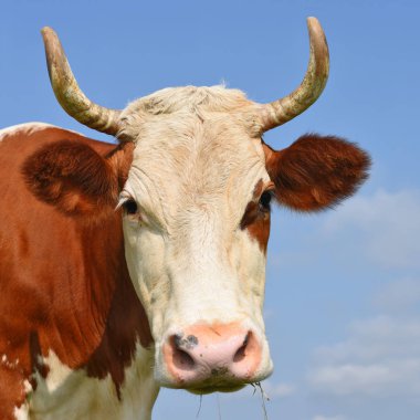 cow head portrait on a sky background