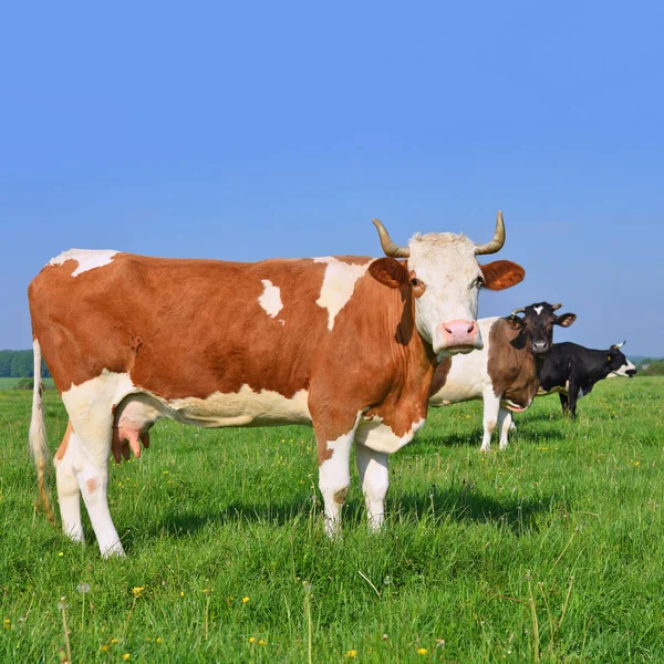 Belles Vaches Sur Une Prairie Été — Photo
