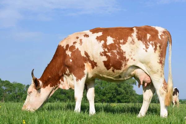 Koe Een Zomerweide Een Zonnige Dag — Stockfoto