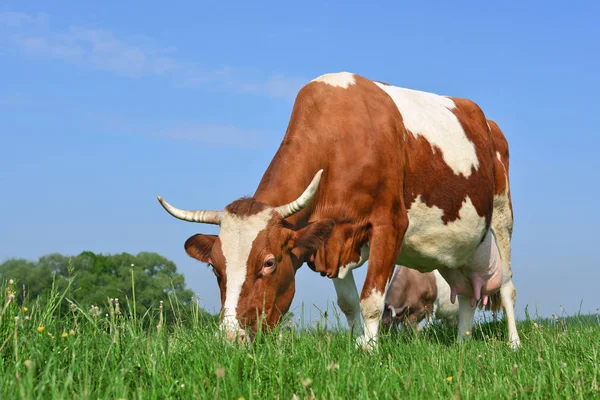 Cow Summer Pasture Sunny Day — Stock Photo, Image