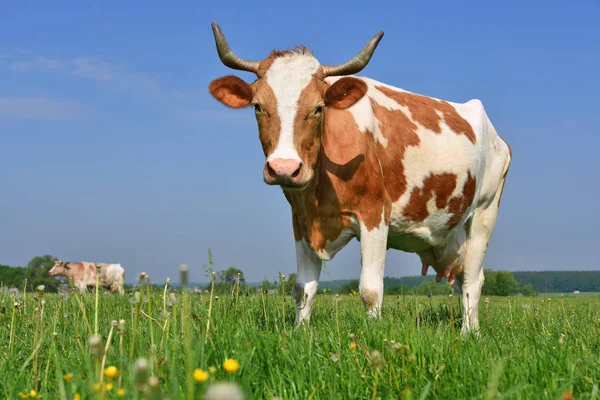 Cow Summer Pasture Sunny Day — Foto de Stock