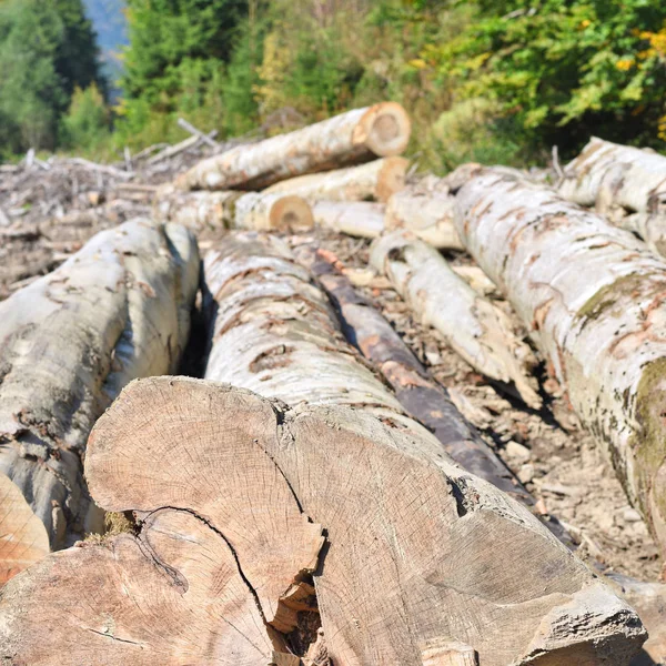 wood logs in the forest