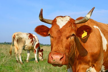 Güneşli bir günde, yaz otlağında inekler