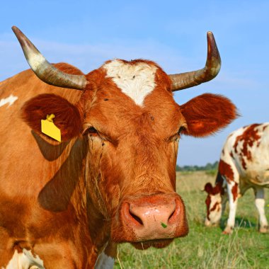 Güneşli bir günde, yaz otlağında inekler