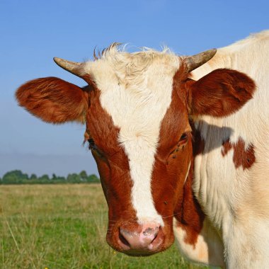 cow head portrait on a sky background