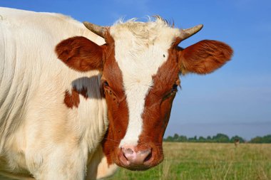 cow head portrait on a sky background