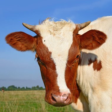 cow head portrait on a sky background