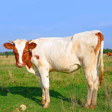 cow on a summer pasture in a sunny day