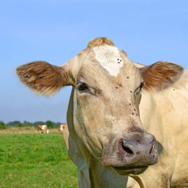 Mavi gökyüzü arkaplanındaki inek portresi