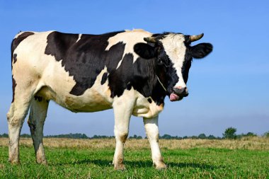 Güneşli bir günde, yaz otlağında inek