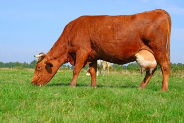 Güneşli bir günde, yaz otlağında inek
