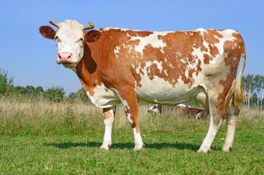 cow on a summer pasture in a sunny day