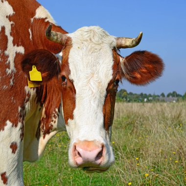 cow portrait on a blue sky background