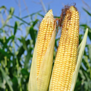 Close up view of ripe corn cobs in a field 