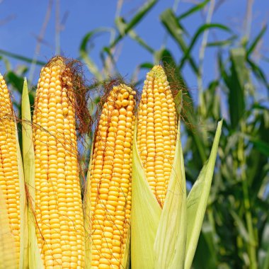 Close up view of ripe corn cobs in a field 