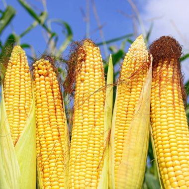 Close up view of ripe corn cobs in a field 