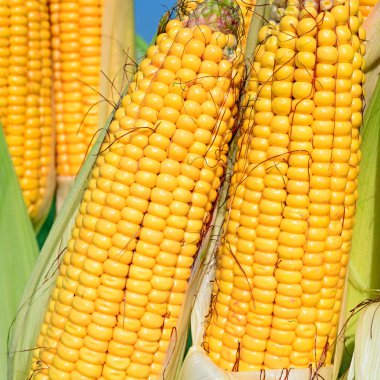 Close up view of ripe corn cobs in a field 