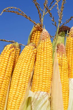 Close up view of ripe corn cobs in a field 