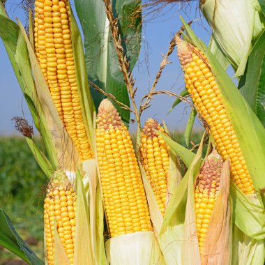 Close up view of ripe corn cobs in a field 