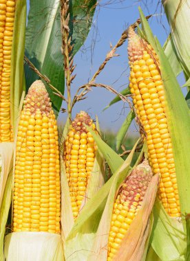 Close up view of ripe corn cobs in a field 