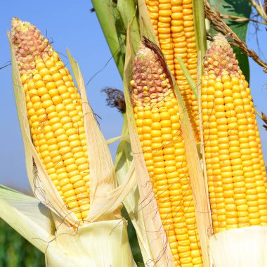 Close up view of ripe corn cobs in a field 