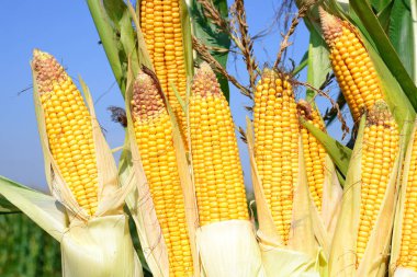 Close up view of ripe corn cobs in a field 
