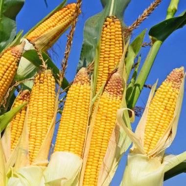 Close up view of ripe corn cobs in a field 