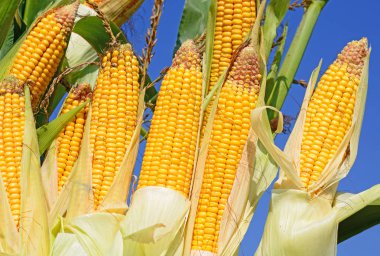 Close up view of ripe corn cobs in a field 