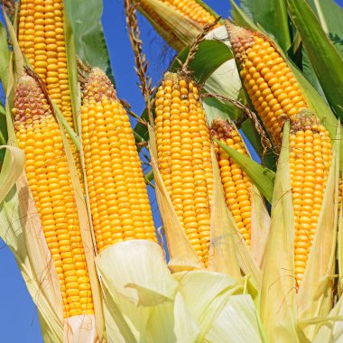 Close up view of ripe corn cobs in a field 