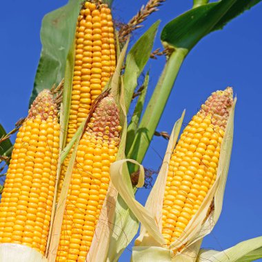 Close up view of ripe corn cobs in a field 