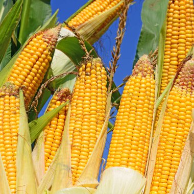 Bir tarladaki olgun mısır koçanlarının yakın görüntüsü 