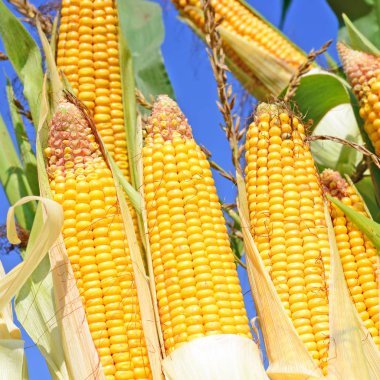Bir tarladaki olgun mısır koçanlarının yakın görüntüsü 