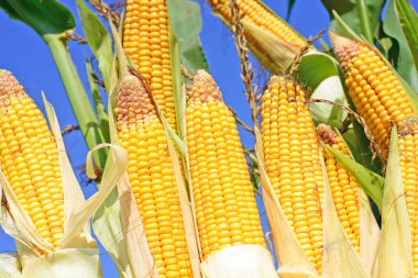 Close up view of ripe corn cobs in a field 