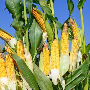 Close up view of ripe corn cobs in a field 