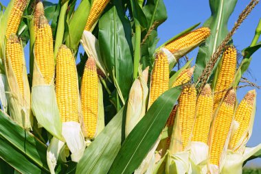 Close up view of ripe corn cobs in a field 
