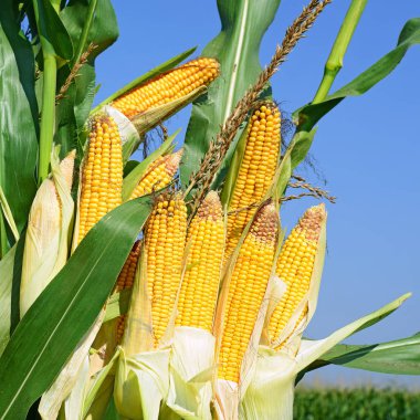 Close up view of ripe corn cobs in a field 