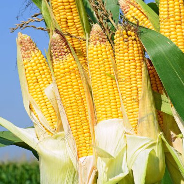 Close up view of ripe corn cobs in a field 