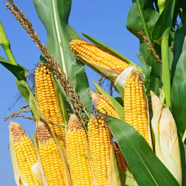 Close up view of ripe corn cobs in a field 