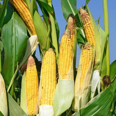 Close up view of ripe corn cobs in a field 