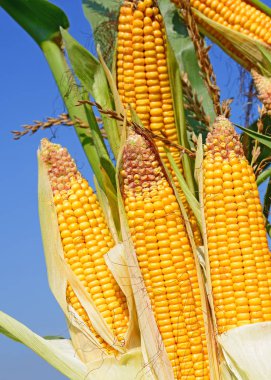 Close up view of ripe corn cobs in a field 