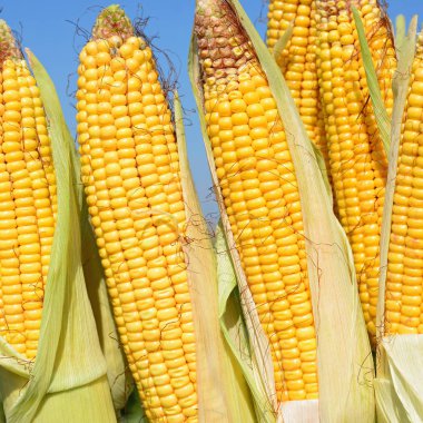 Close up view of ripe corn cobs in a field 