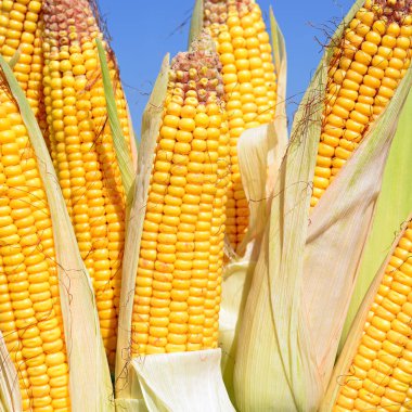 Close up view of ripe corn cobs in a field 