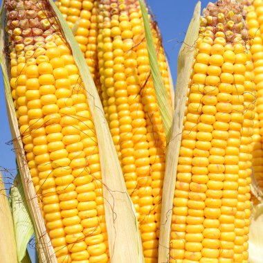 Close up view of ripe corn cobs in a field 