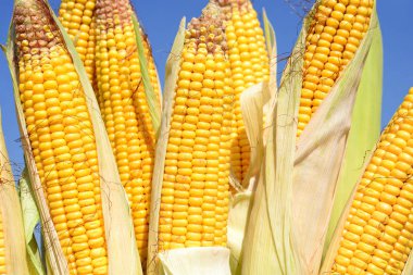 Close up view of ripe corn cobs in a field 