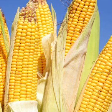 Close up view of ripe corn cobs in a field 