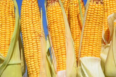 Bir tarladaki olgun mısır koçanlarının yakın görüntüsü 