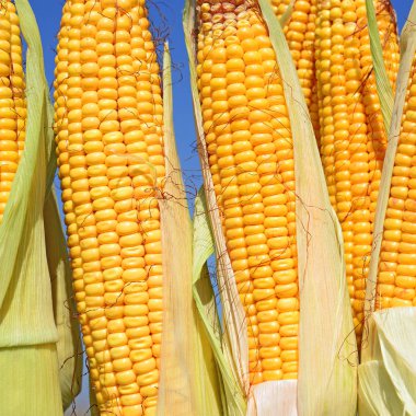 Close up view of ripe corn cobs in a field 