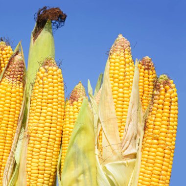 Close up view of ripe corn cobs in a field 