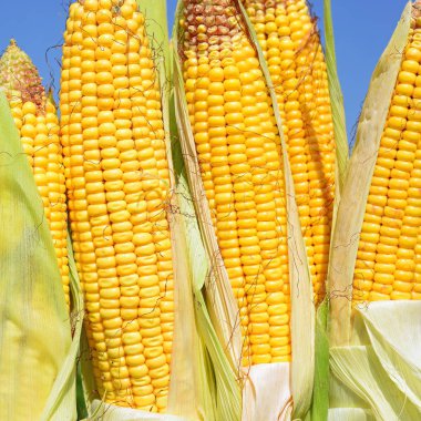 Close up view of ripe corn cobs in a field 